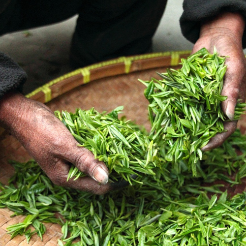 Premium Organic Green Tea Leaves